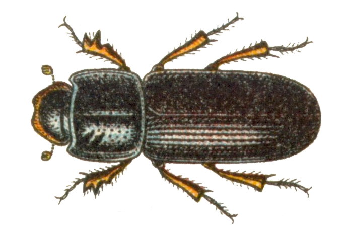 Файл:Pleurophorus caesus.jpg