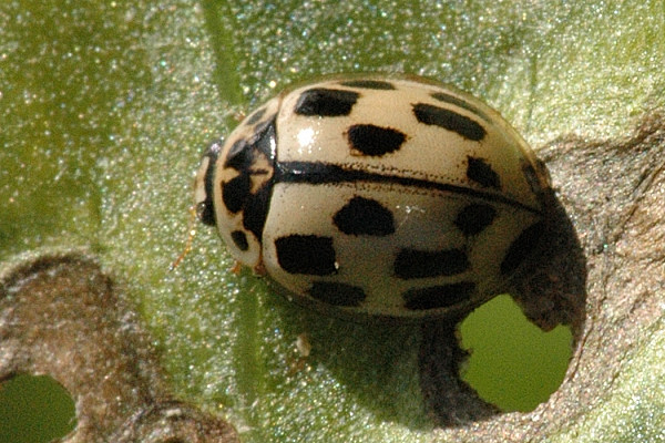 Файл:Propylea.14-punctata.1.jpg
