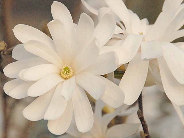 Файл:Sternmagnolie.jpg