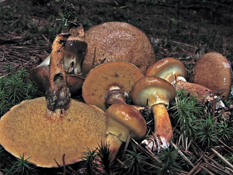Файл:Suillus salmonicolor 167330.jpg