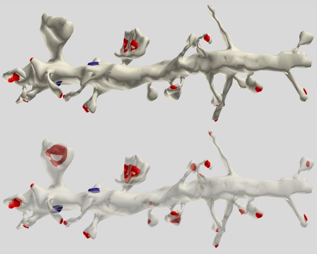 Файл:A segment of pyramidal cell dendrite from stratum radiatum (CA1).jpg