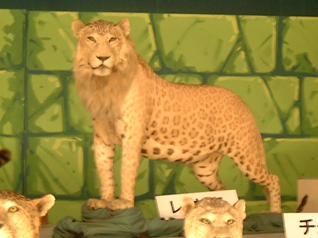 Файл:Leopon05.jpg