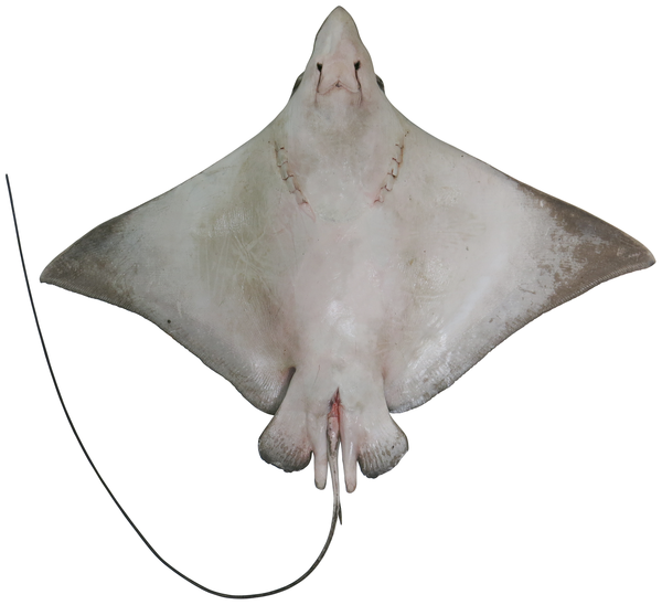 Файл:Naru Eagle Ray vent.png