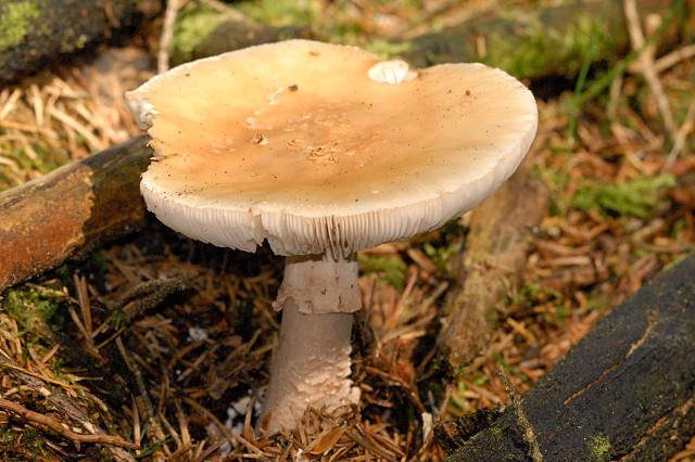 Файл:Amanita spec. - Lindsey 3a.jpg