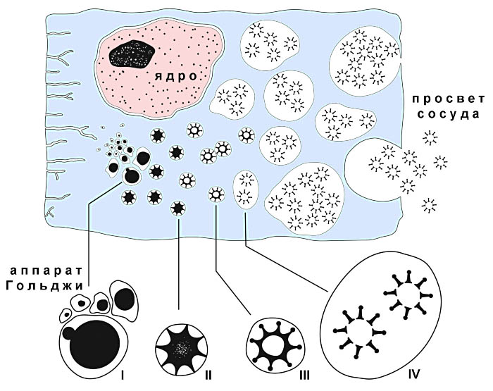 Файл:Brochosome secretion Ru.jpg