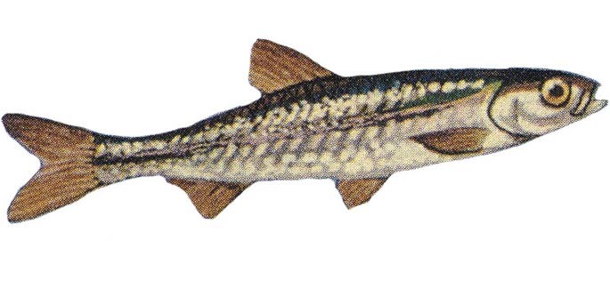 Файл:Emerald shiner.jpg