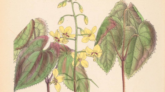 Файл:Epimedium perraldinianum.jpg