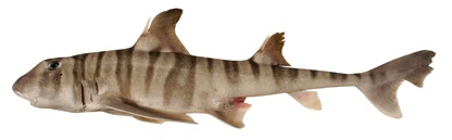 Файл:Heterodontus zebra csiro-nfc.jpg
