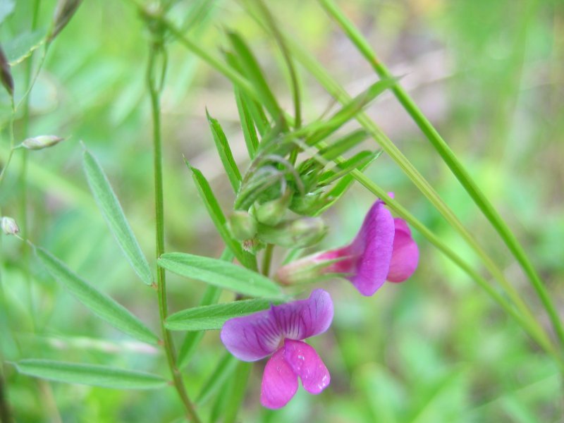 Файл:Vicia sativa ssp nigra.jpeg