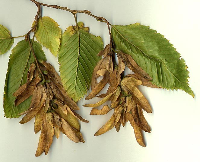 Файл:Carpinus fruit.jpg