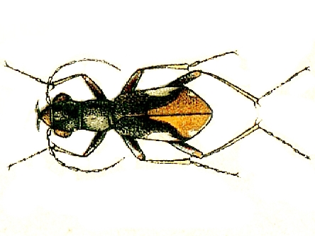 Файл:Cylindera gracilis.jpg