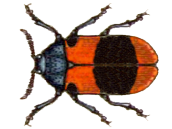 Файл:Lachnaia pseudobarathraea.png
