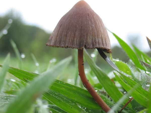 Файл:Psilocybe.mexicana.jpg