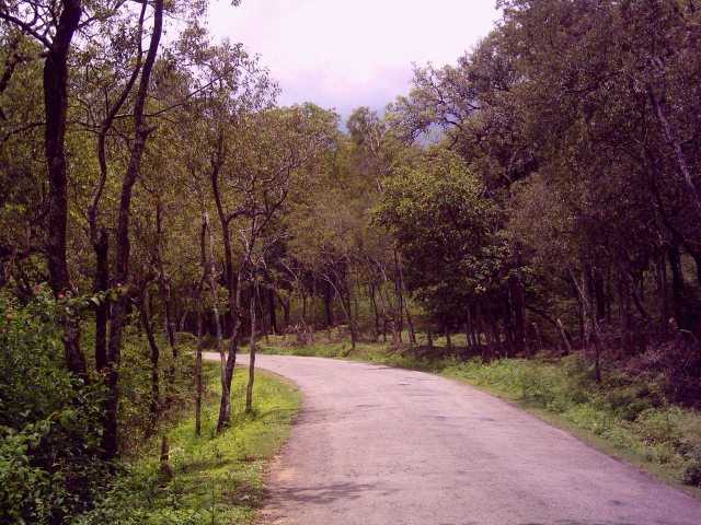Файл:Sandalforest.jpg