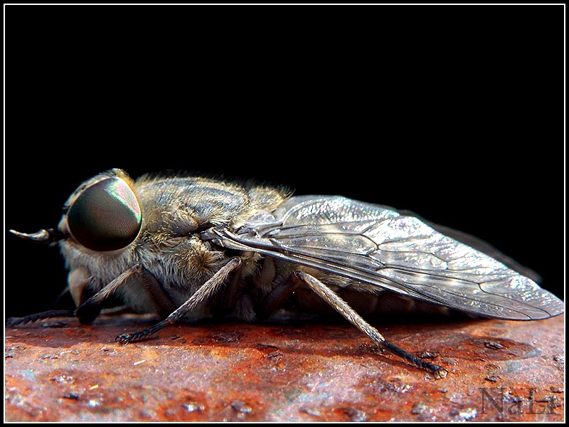 Файл:Tabanus sudeticus a2.jpg
