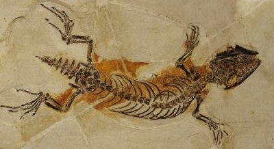 Файл:Yabeinosaurus sp.jpg