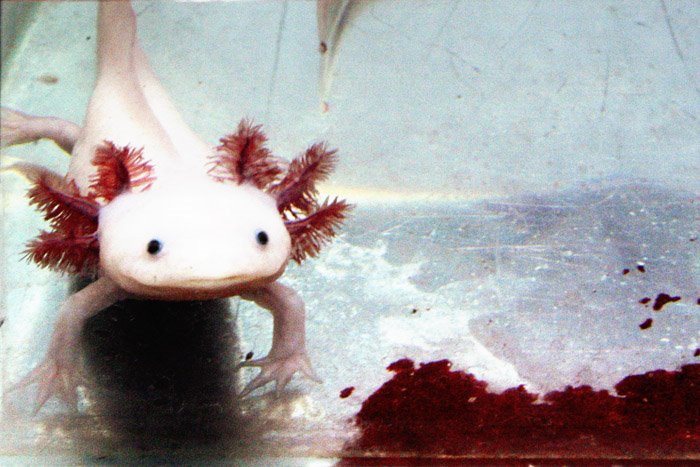 Файл:Albinoaxolotl2.jpg