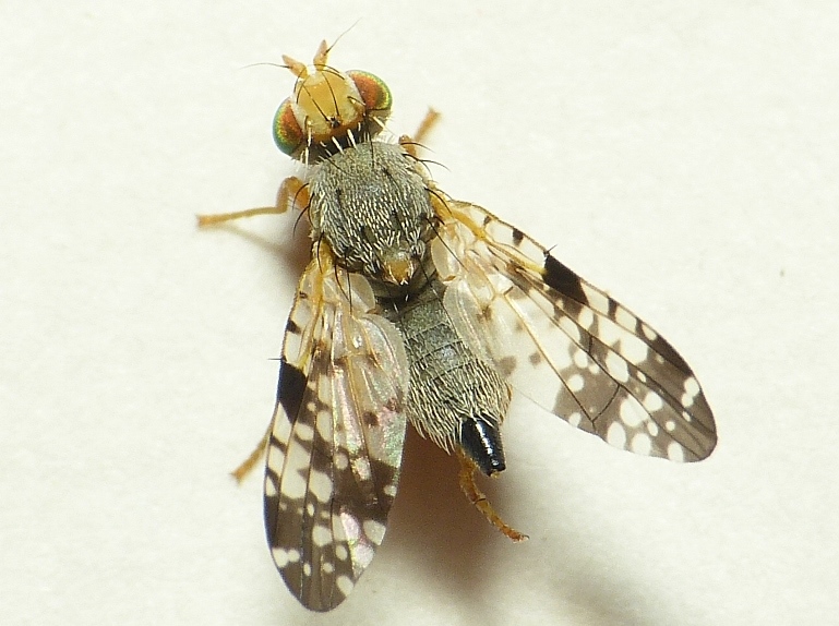 Файл:Campiglossa malaris.jpg