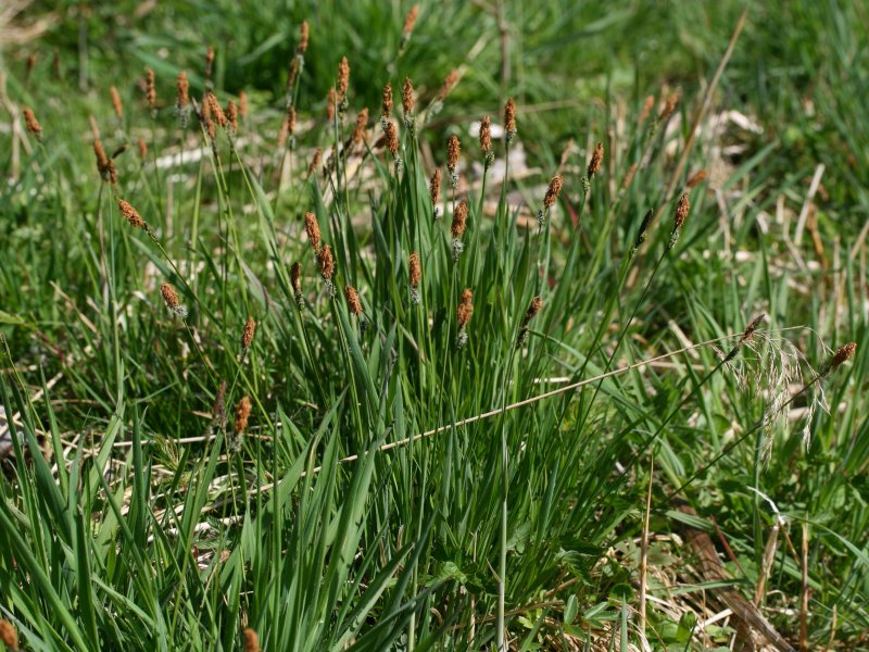 Файл:Carex elata habitus.jpeg