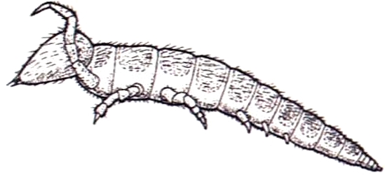 Файл:Acerantomon doderoi 2.jpg