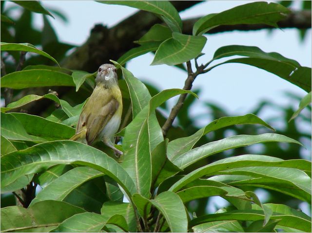 Файл:Ashy headed greenlet.jpg