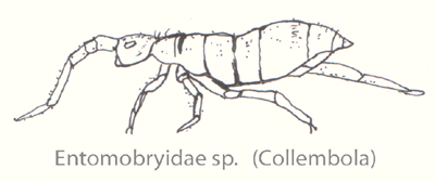 Файл:Collembola-entomobryidae-sp.gif