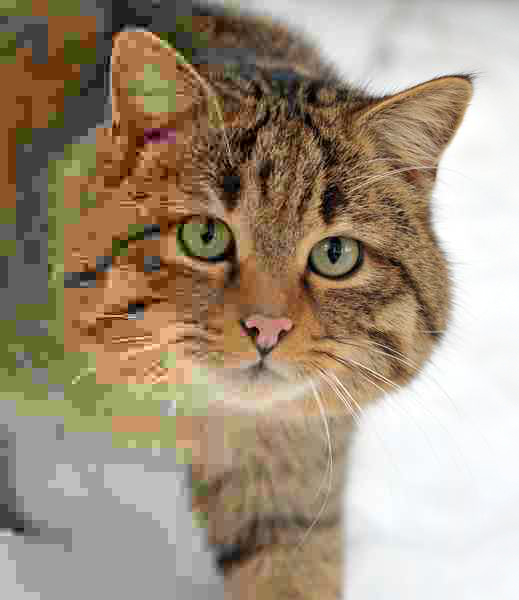 Файл:Felis silvestris silvestris small gradual decrease of quality.png