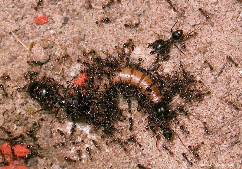 Файл:GRF PheidologetonDiversus 01.jpg