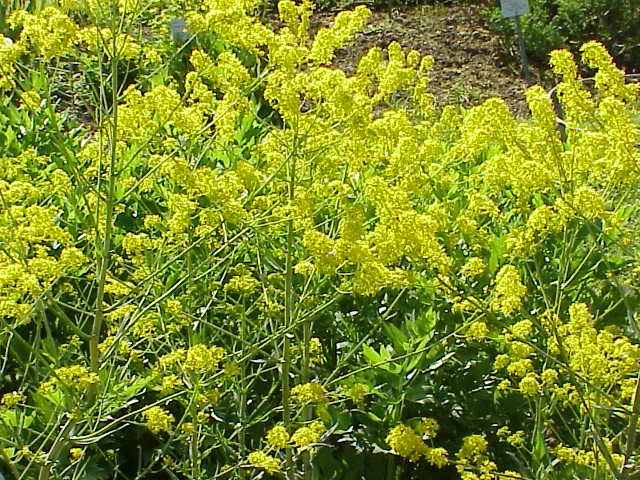 Файл:Isatis tinctoria2.jpg