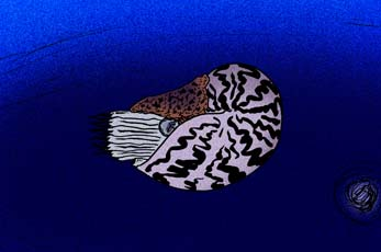 Файл:Nautilus cookanum by Apokryltaros.png