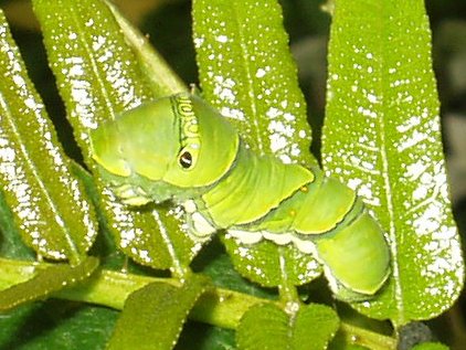 Файл:Papilio xuthus caterpillar 071003.jpg