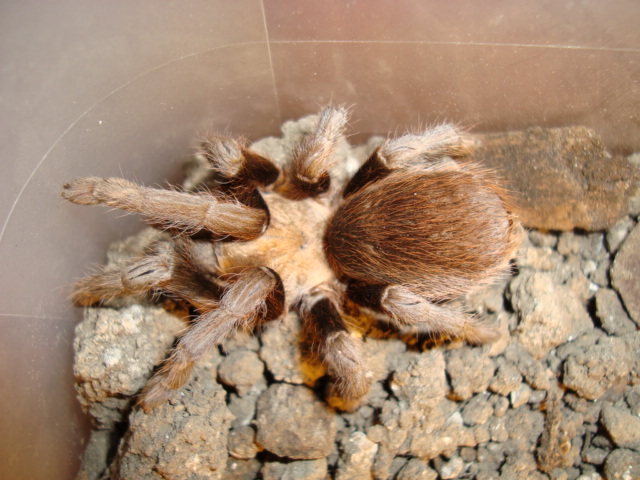 Файл:Texas Brown Tarantula.jpg