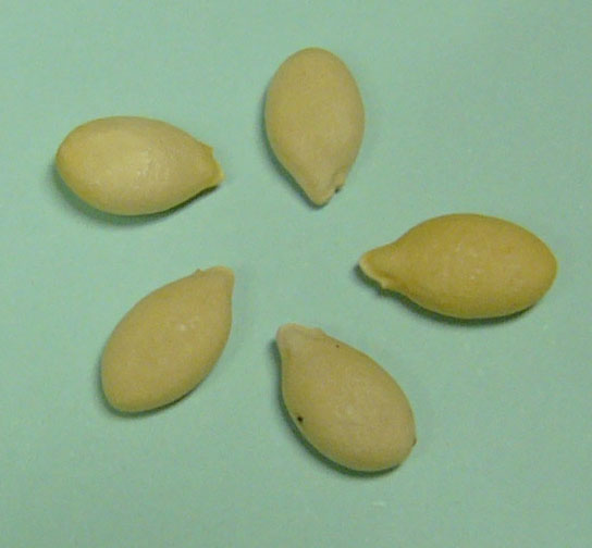 Файл:Winter melon seed.jpg