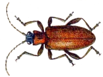 Файл:Donacia fennica.jpg