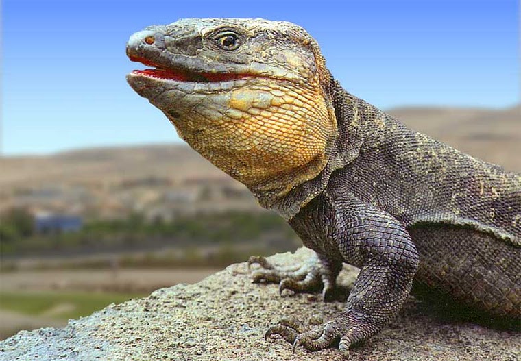 Файл:Gallotia Stehlini.jpg