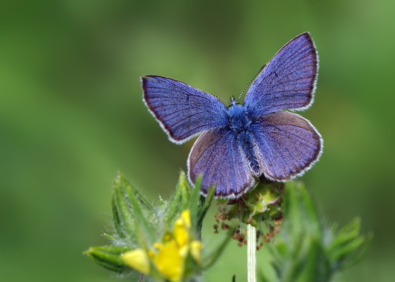 Файл:Polyommatus (Cyaniris) bellis.jpg