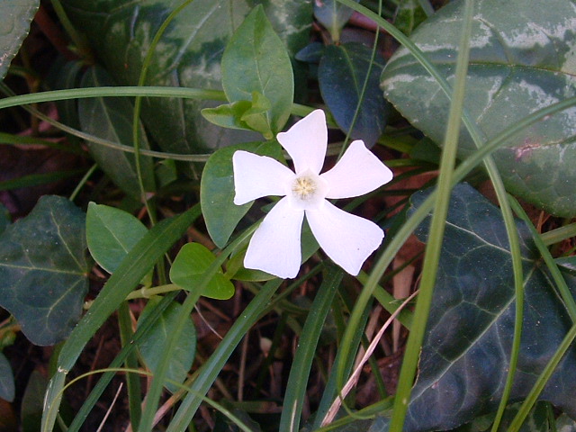 Файл:Vinca minor01.jpg