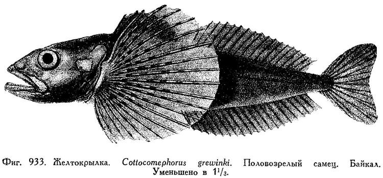 Файл:Cottocomephorus grewingkii.jpg