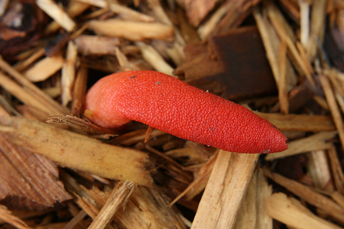 Файл:Mutinus ravenelii.jpg