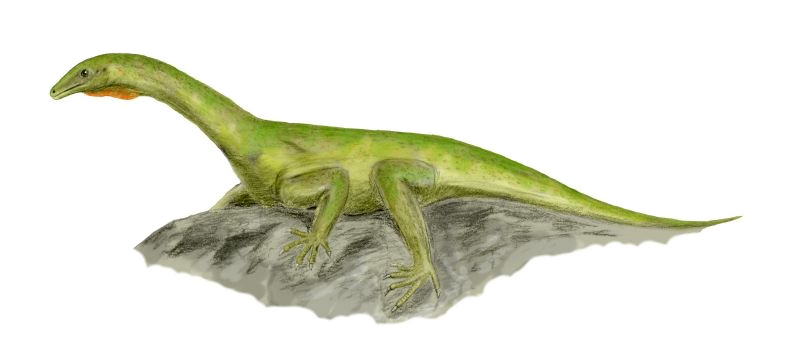 Файл:Protorosaurus BW.jpg