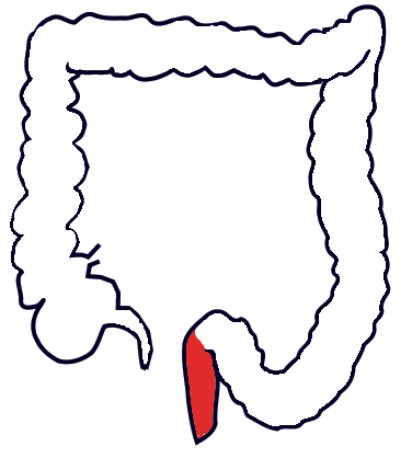 Файл:Retto(anatomia).png
