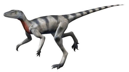 Файл:Saltopus NT small.jpg