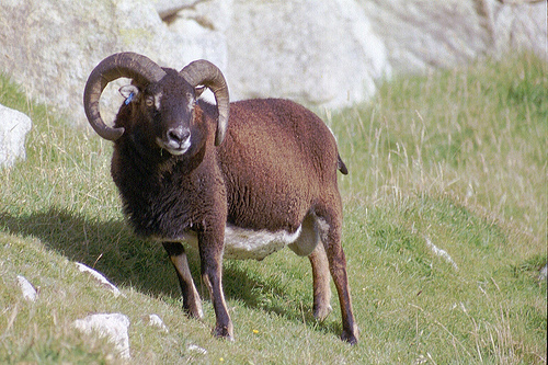 Файл:Soaysheepkilda.jpg