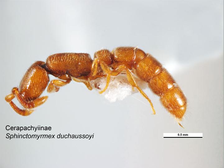 Файл:Sphinctomyrmex duchaussoyi.jpg