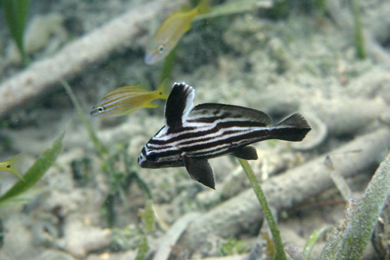 Файл:Striped Drum.jpg