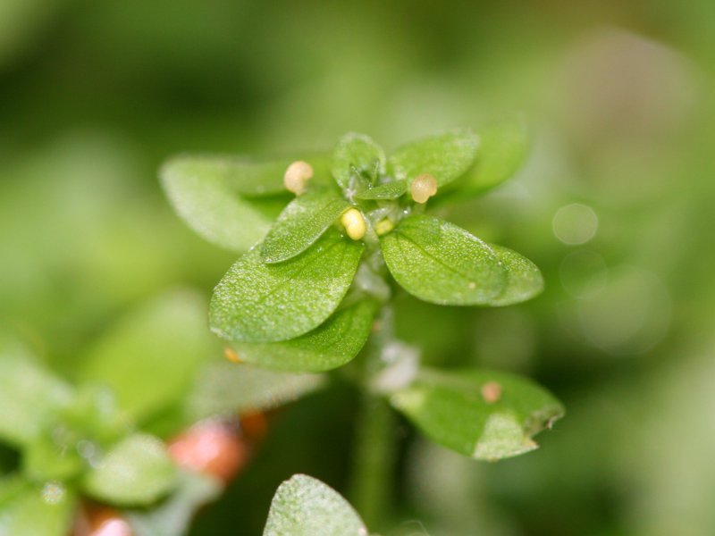 Файл:Callitriche sp detail.jpeg