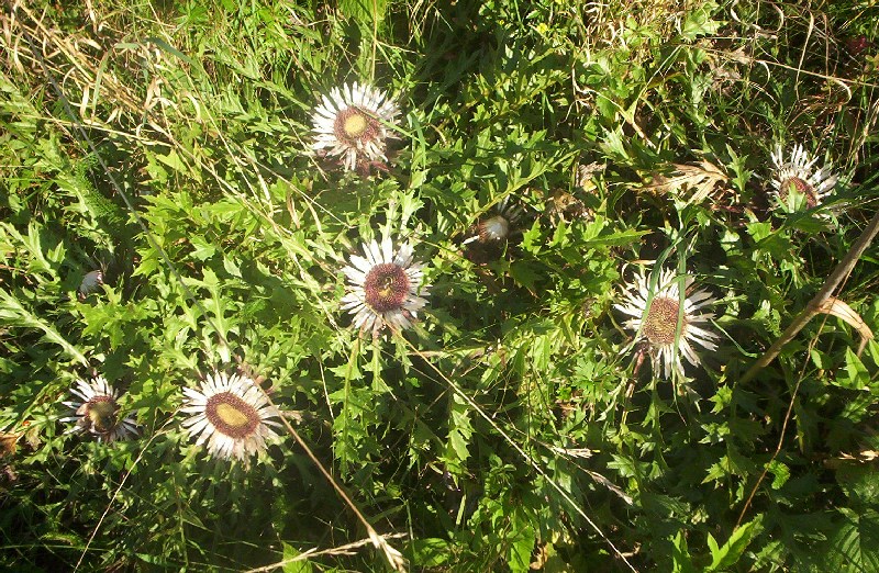 Файл:Carlina acaulis cm01.jpg