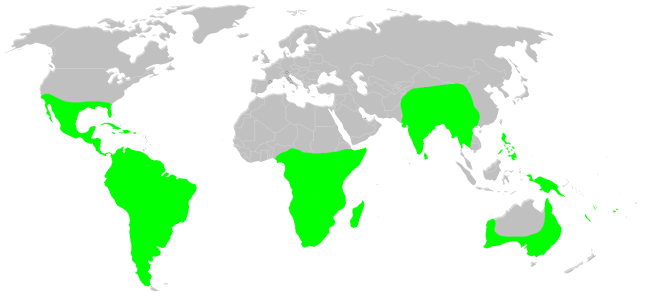 Файл:Distribution.dipluridae.1.png
