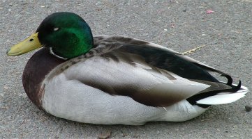 Файл:Duck-on-ground.jpg