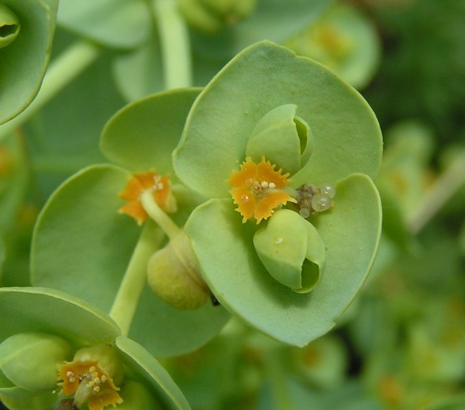 Файл:Euphorbia paralias.jpg